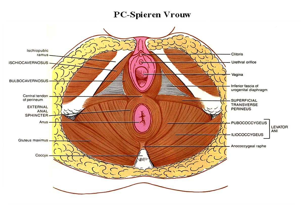 PC Spier Vrouw - pubococcygeus spier